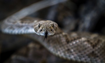 rattlesnake