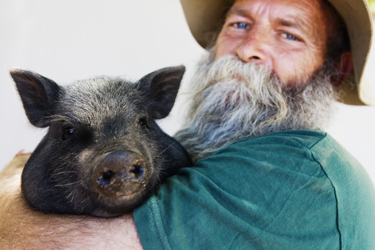 pig livestock