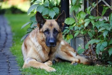 guard dog protection