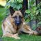 guard dog protection