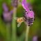 Simple Ways to Avoid Bee Stings