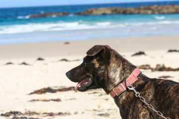 Animals can be injured in unexpected ways in summertime