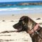 Animals can be injured in unexpected ways in summertime