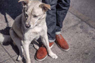 Assemble a Pet First-Aid Kit