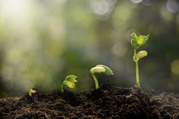 Why Your Survival Seeds Should Be Heirlooms