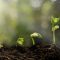 Why Your Survival Seeds Should Be Heirlooms