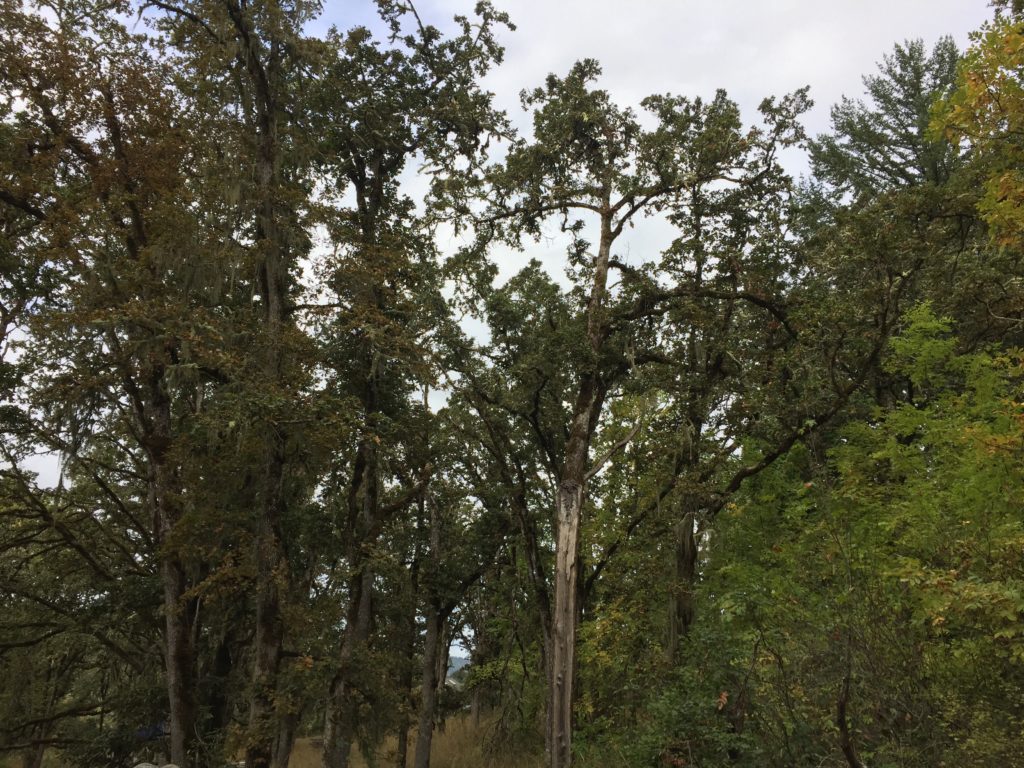 A grove of oak trees