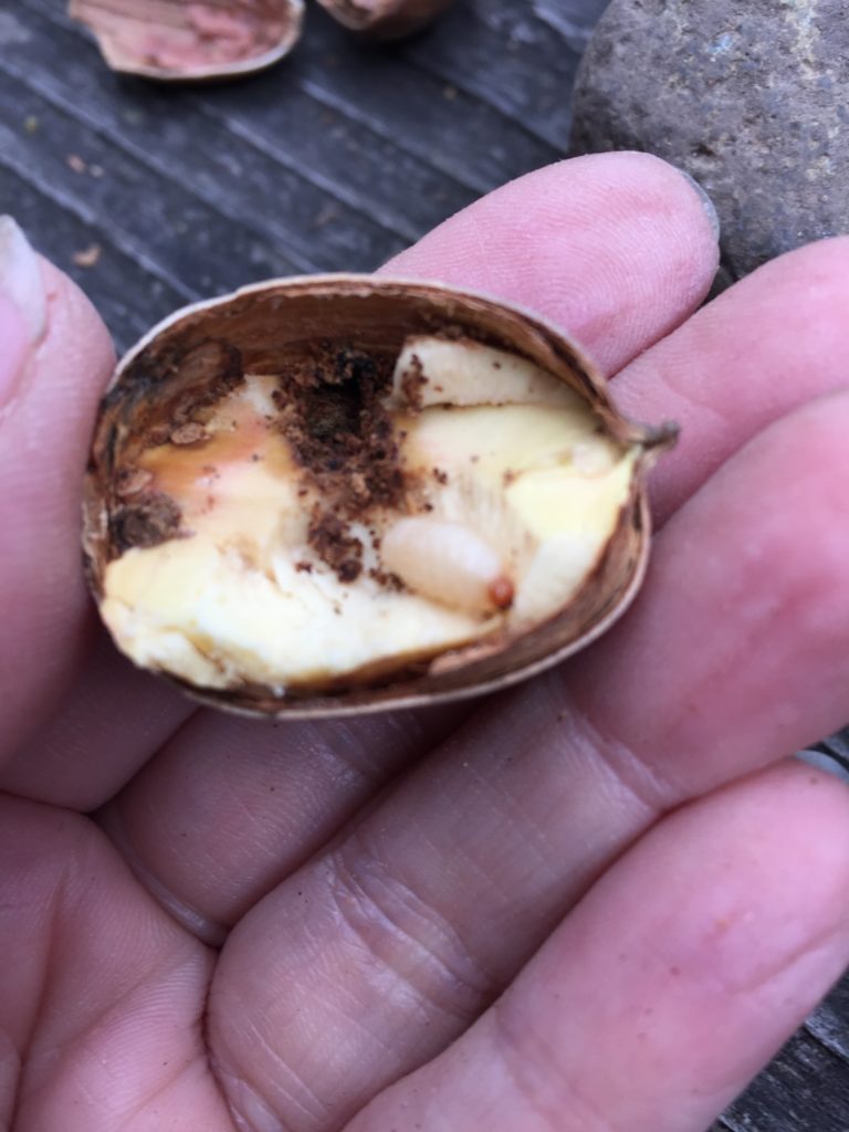 An acorn weevil crawling in a cracked acorn