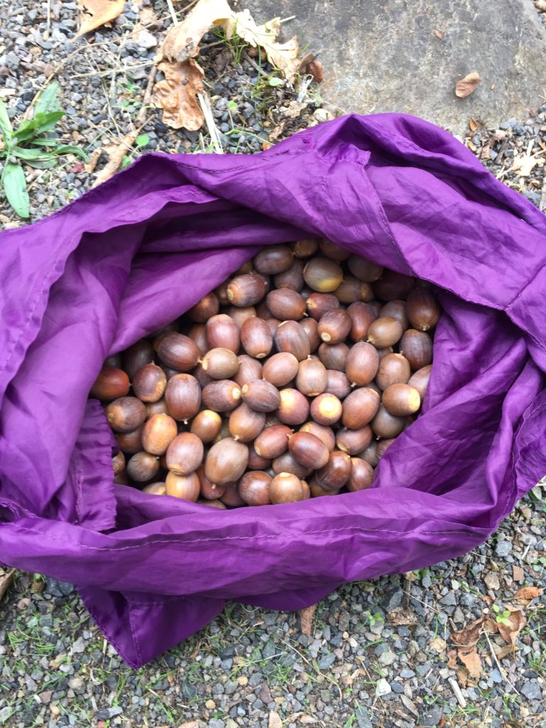 A purple bag filled with acorns