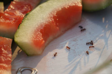 4 Insects You Can Eat Year-Round
