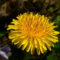 Dandelion Flower